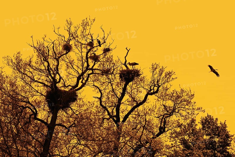 White storks