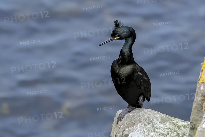 European shag