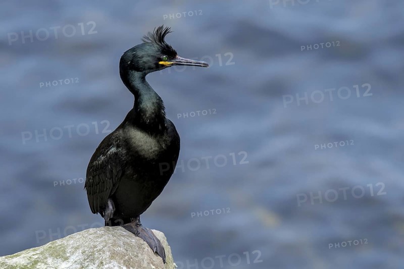 European shag