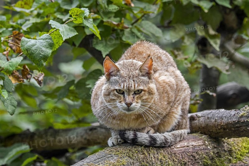 Arabian wildcat