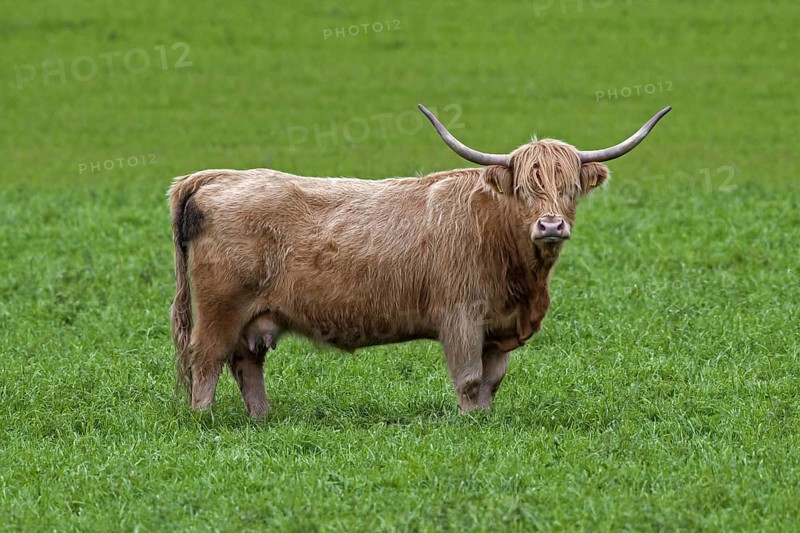 Red Highland Cattle