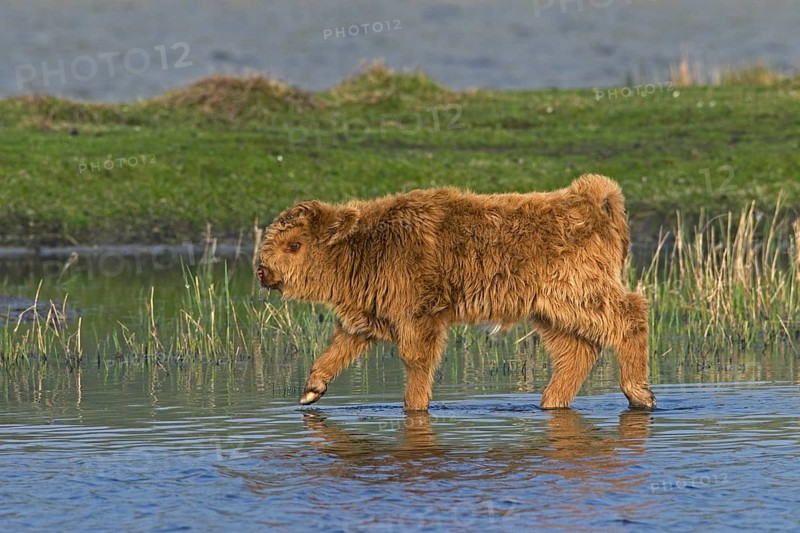 Red Highland Cattle