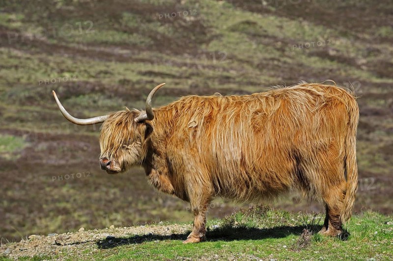 Highland cow
