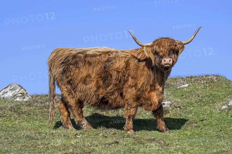 Highland cow