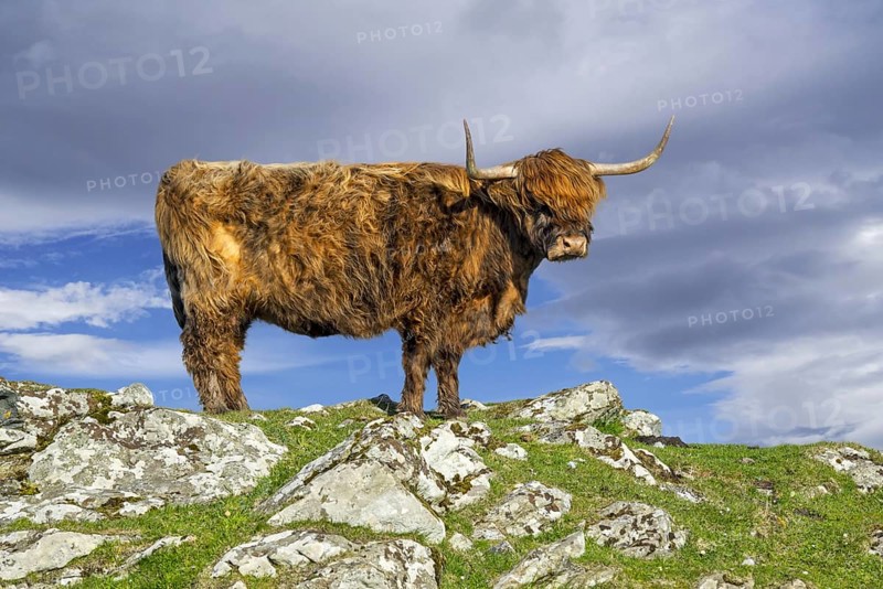 Highland cow
