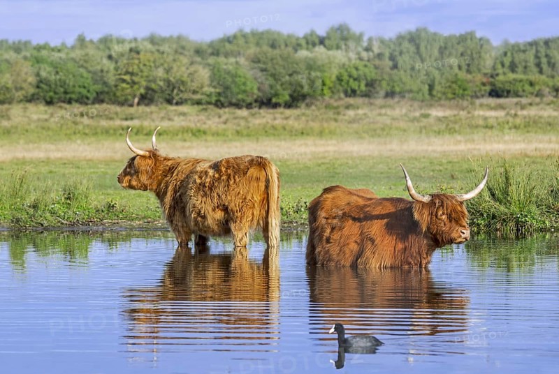 Two Highland cows