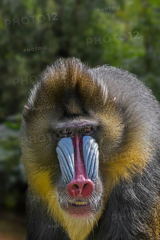 Mandrill
