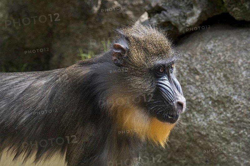 Mandrill
