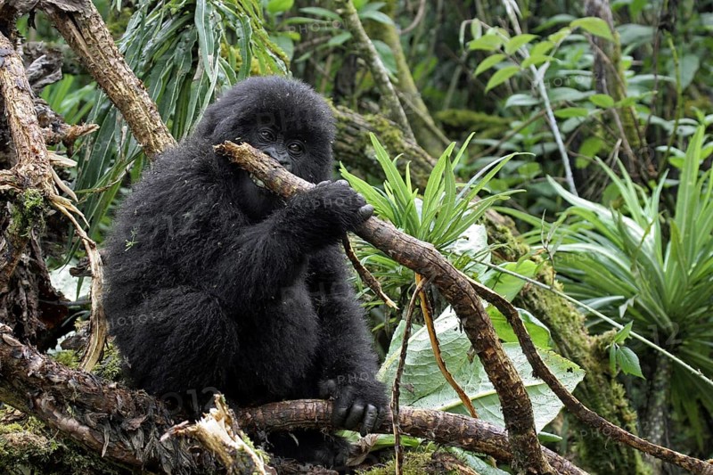 Close-up of baby Mountain gorilla