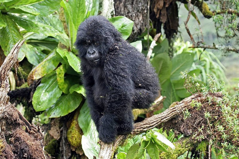 Close-up of young Mountain gorilla