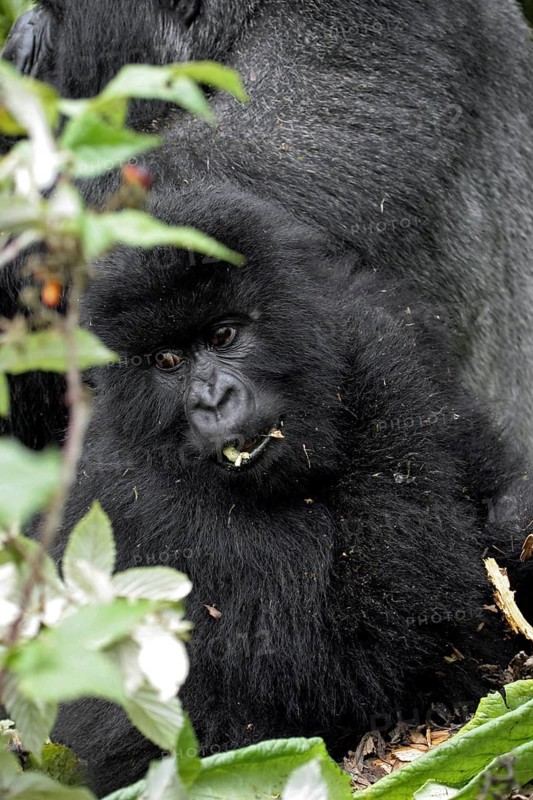 Close-up of juvenile Mountain gorilla