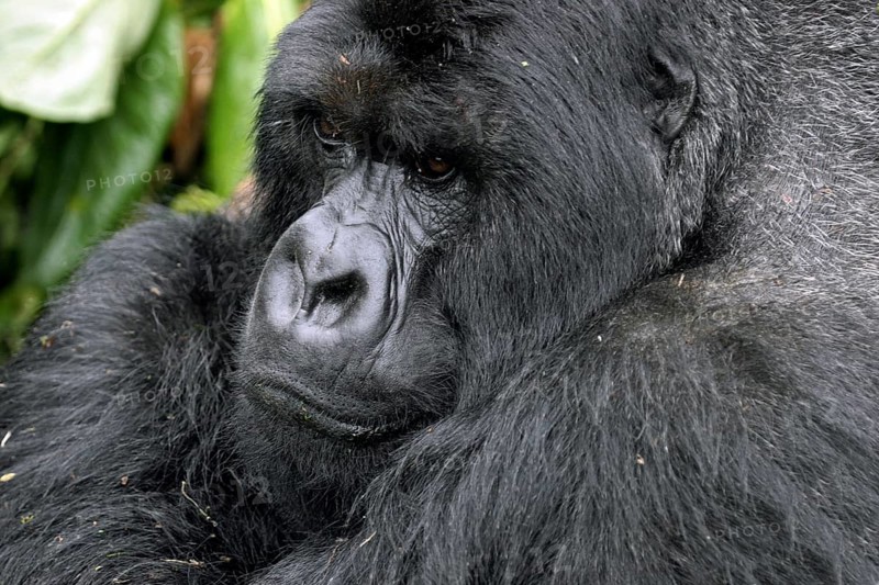 Close-up of male Mountain gorilla