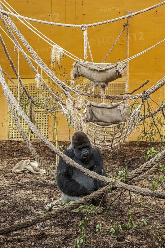 Western lowland gorilla