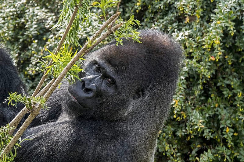 Western lowland gorilla