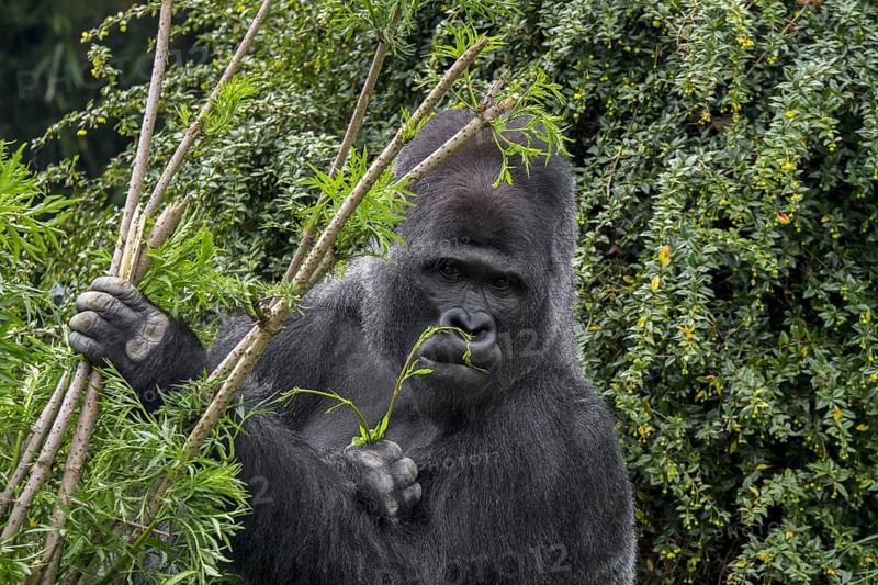 Western lowland gorilla