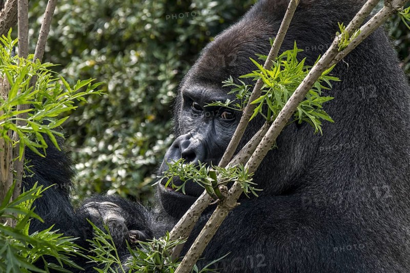 Western lowland gorilla