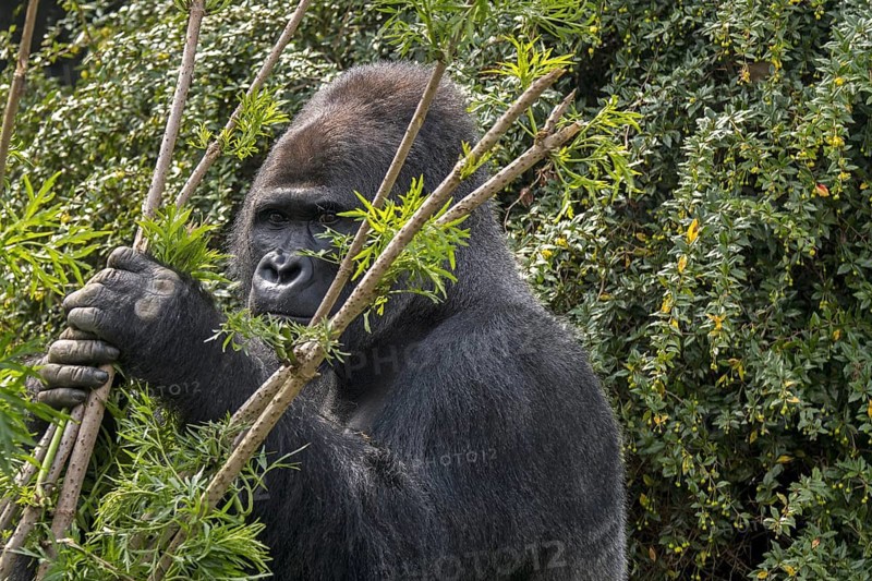 Western lowland gorilla