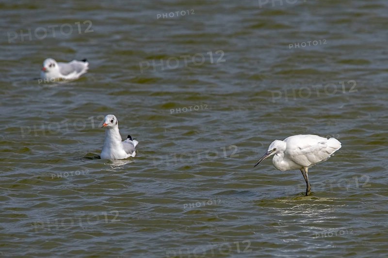 Little egret