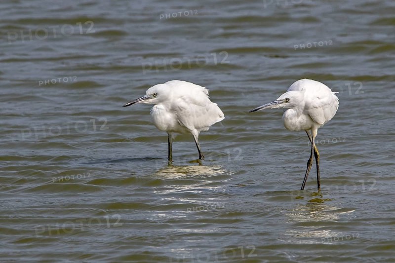 Two juvenile little egrets