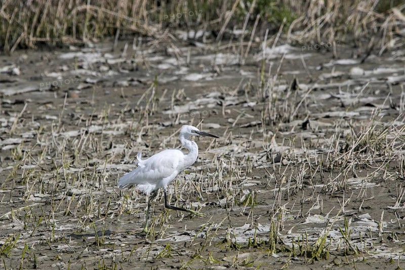 Little egret