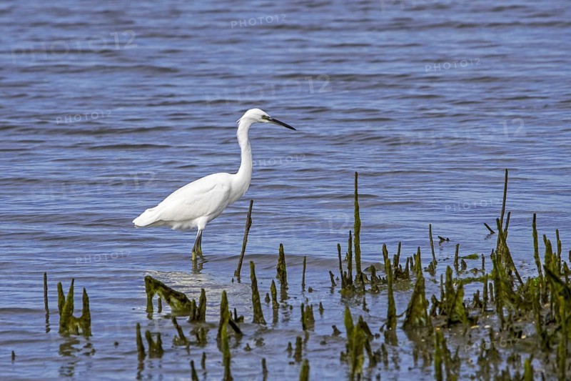Little egret