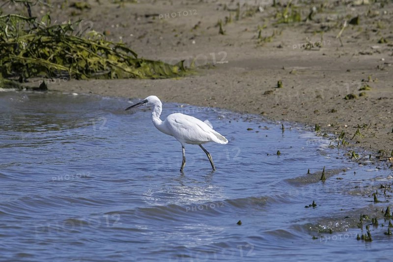Little egret