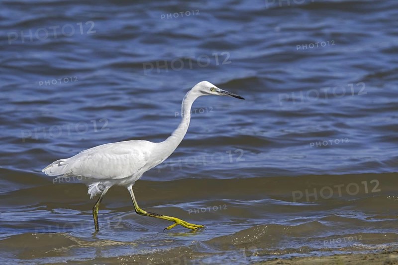 Little egret