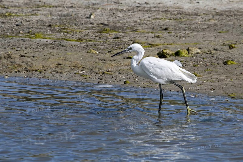 Little egret