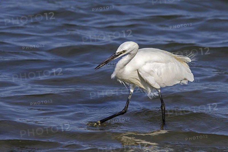 Little egret