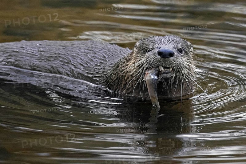 Eurasian otter