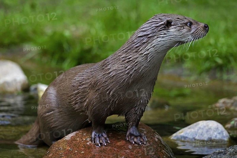 European River Otter