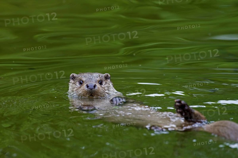 European River Otter