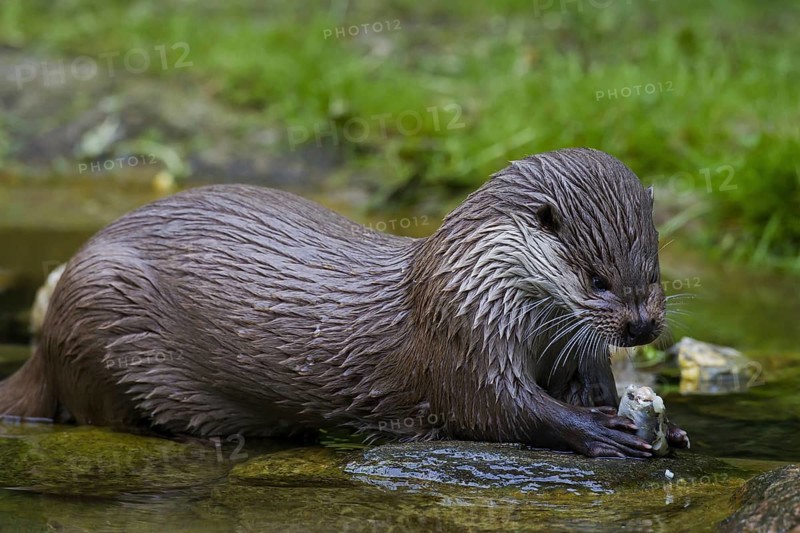 European River Otter
