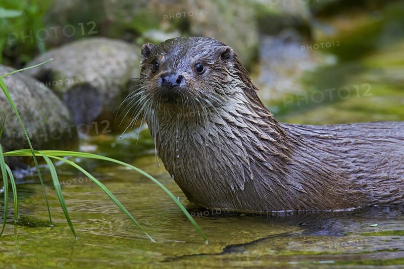 European River Otter