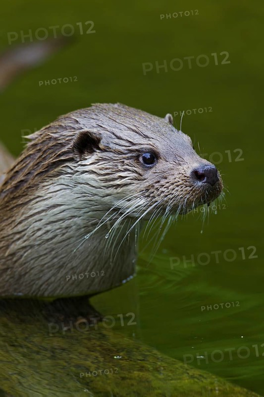 European River Otter