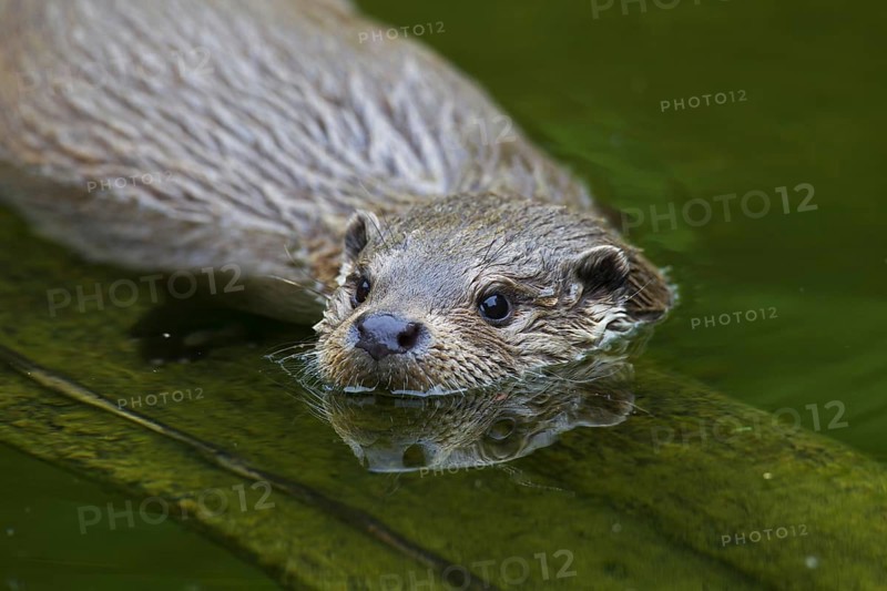 European River Otter