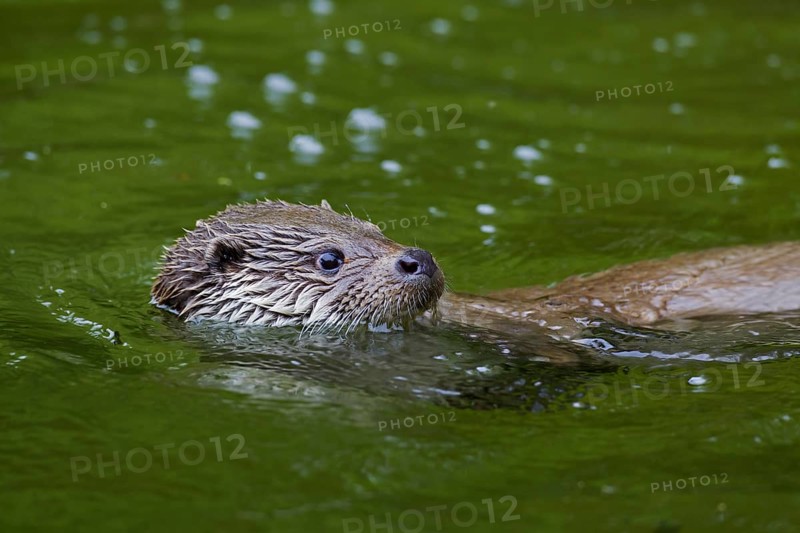 European River Otter