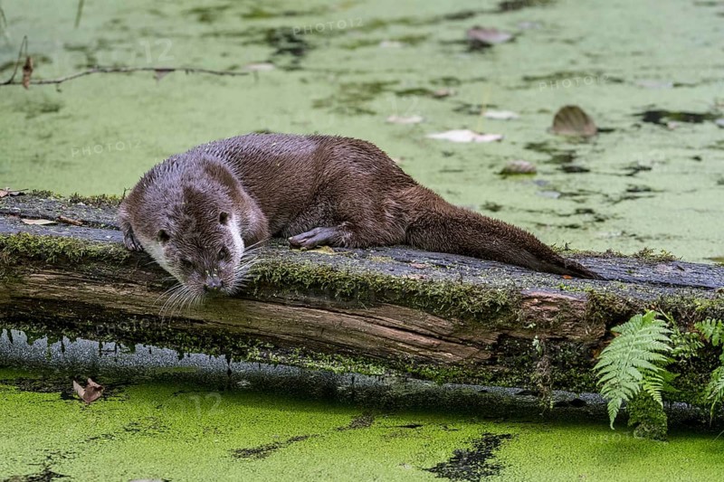 European River Otter