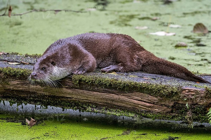 European River Otter