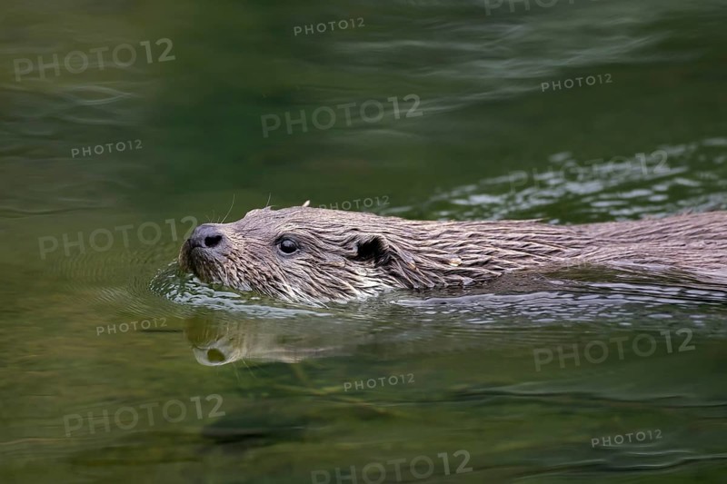 Close up of European river otter