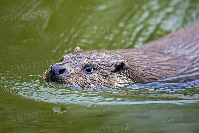 Close up of European river otter
