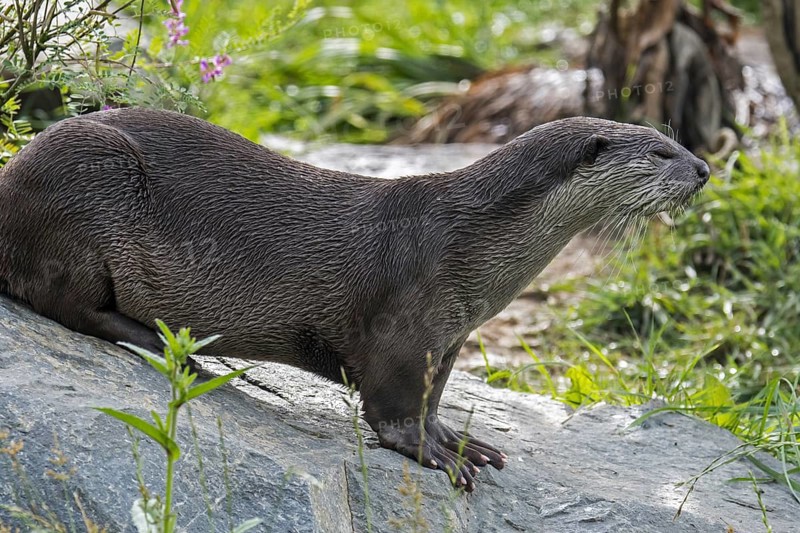Smooth-coated otter