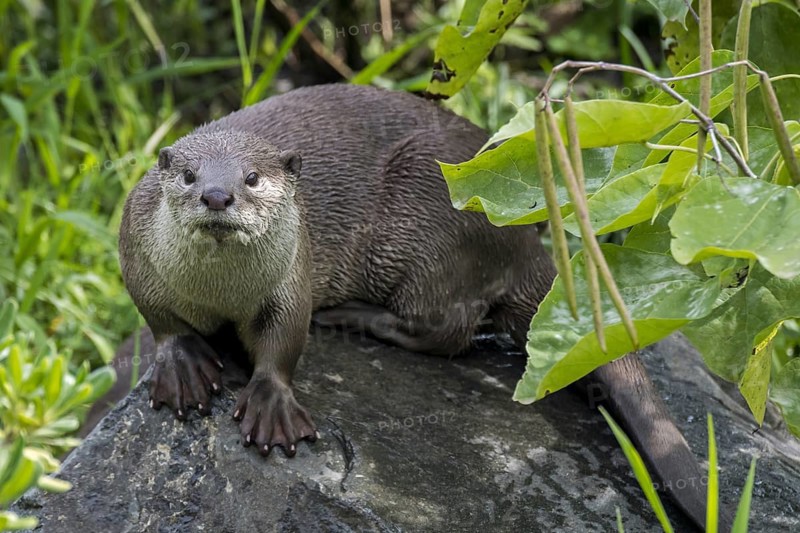 Smooth-coated otter