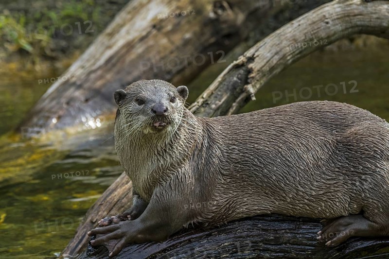 Smooth-coated otter