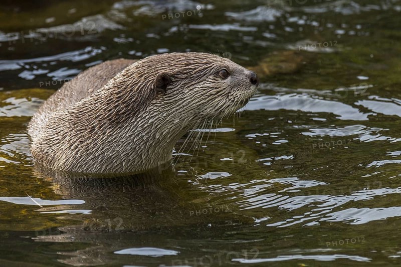 Smooth-coated otter