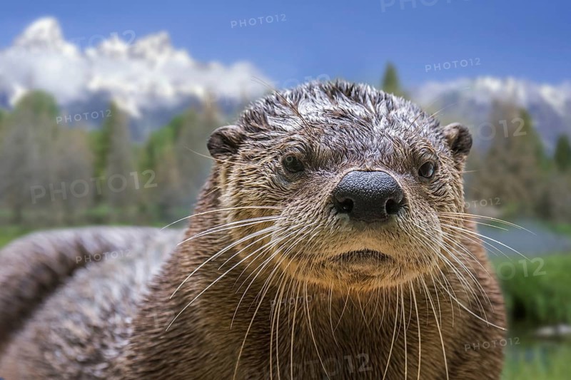 North American river otter