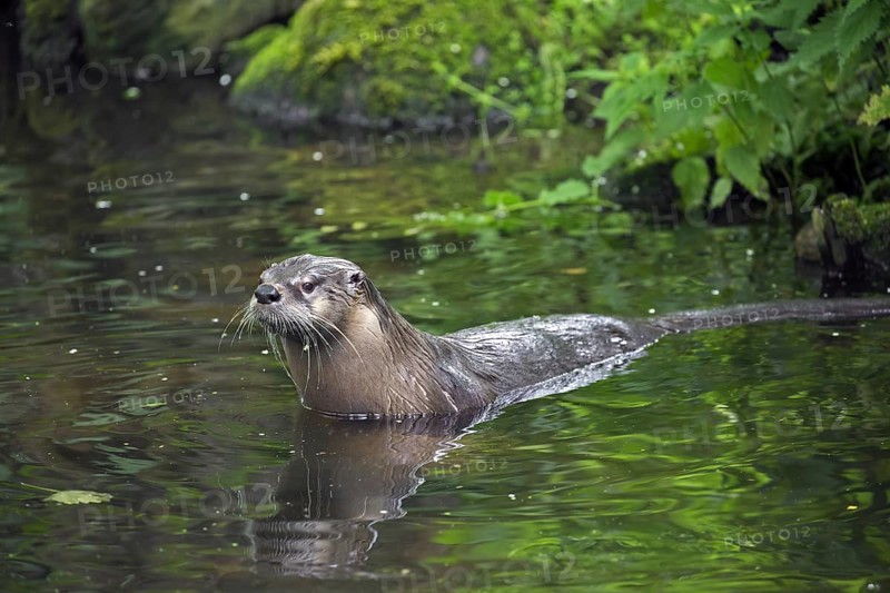 Eurasian otter