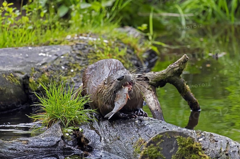 Eurasian otter