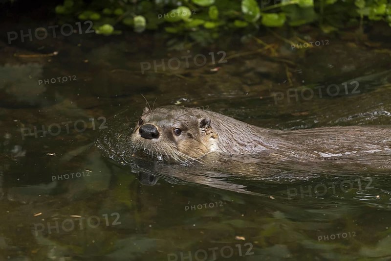 Eurasian otter