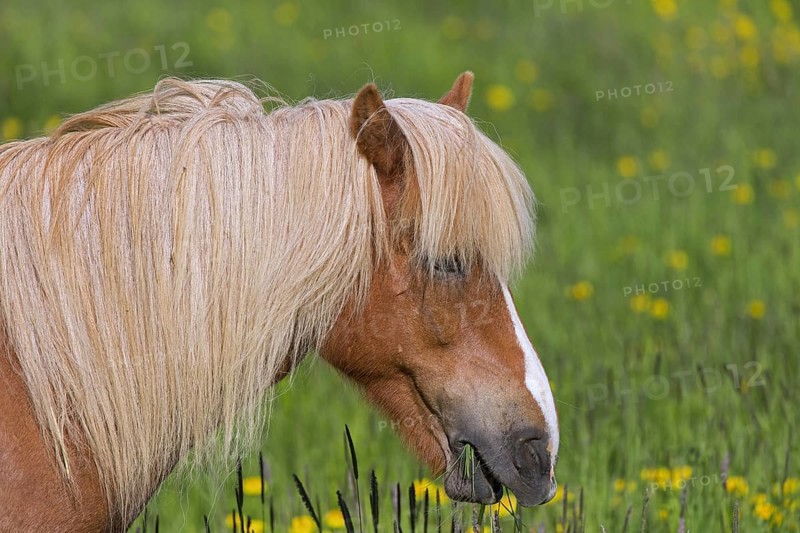 Close-up portrait of Palomino Icelandic horse